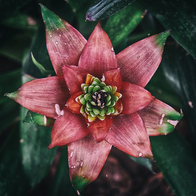 Natura fiore pianta fotografia