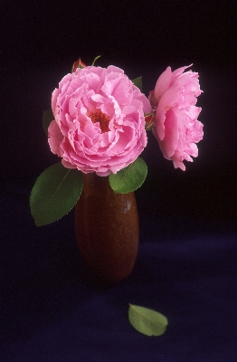 Blossom plant flower petal Photo