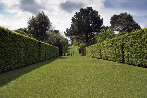 Landscape tree grass plant Photo