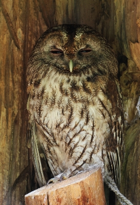 自然 鳥 羽 ペン 写真