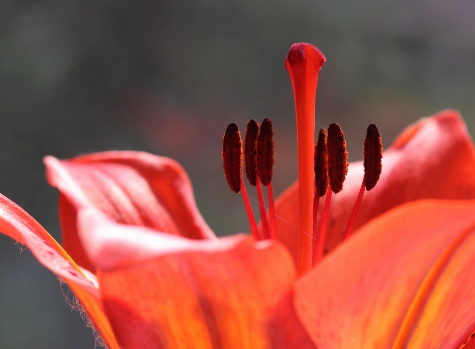 Nature plant photography leaf