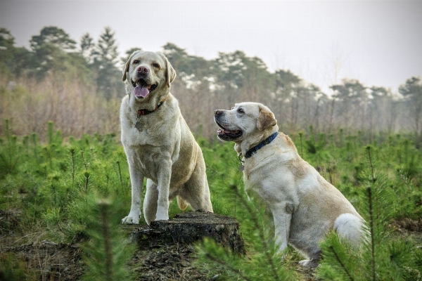 Foto Anjing satwa mamalia hewan