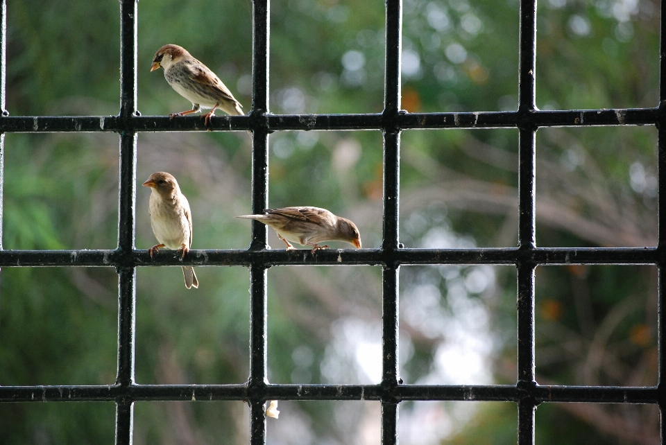 Naturaleza rama pájaro ventana