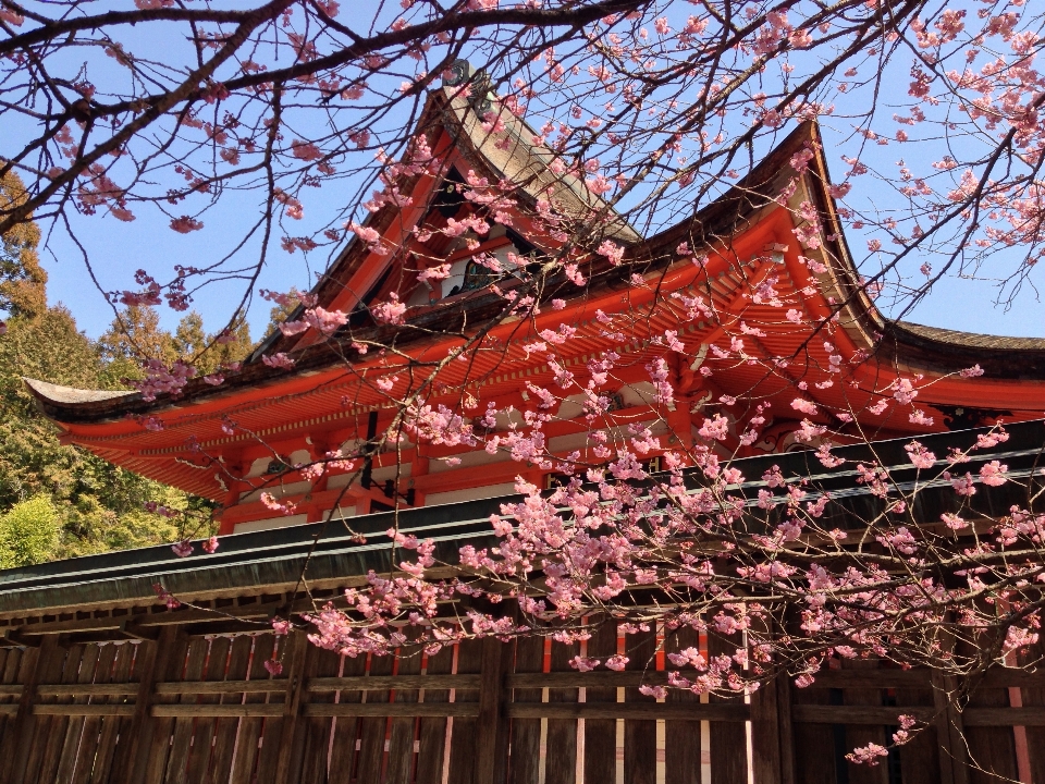 木 植物 花 春