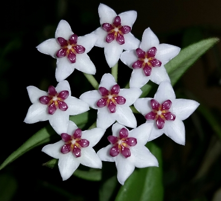 Nature blossom plant flower Photo