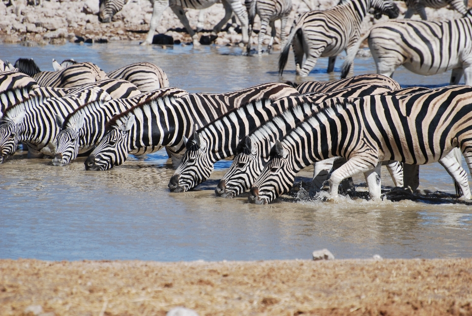 Nature wildlife zoo herd