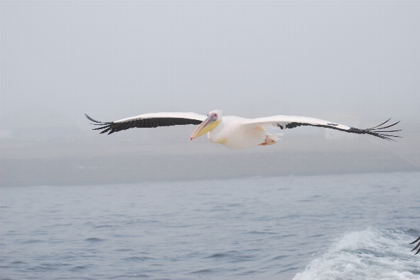 Sea nature bird wing Photo