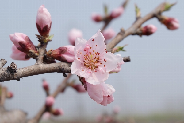 Branch blossom plant fruit Photo