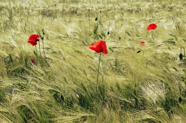 Landscape nature grass blossom Photo