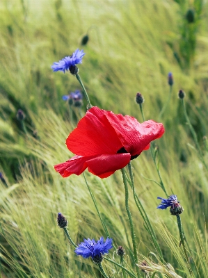 Landscape nature grass blossom Photo