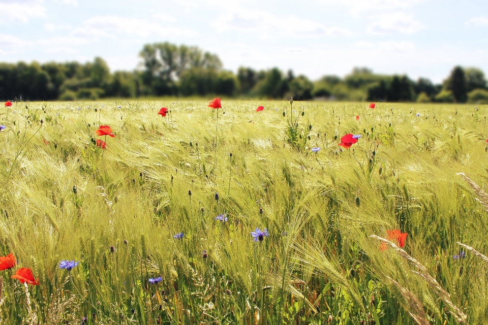 Paysage nature herbe usine