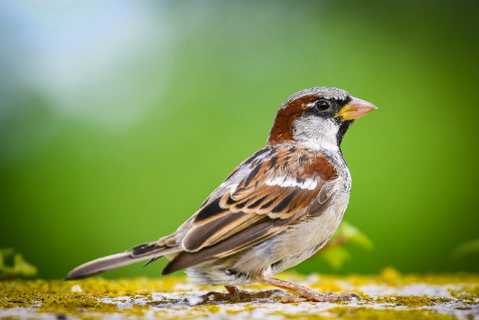 Natura ramo uccello animali selvatici