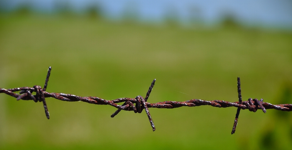 Krajobraz natura trawa oddział