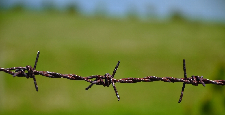 Landscape nature grass branch Photo