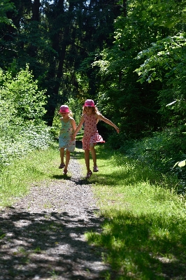 Tree forest grass walking Photo