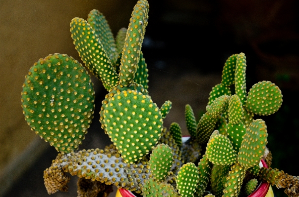 Foto Natureza cacto
 plantar folha