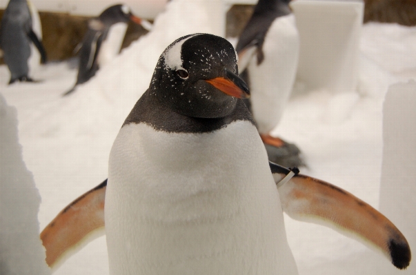 Foto Uccello becco fauna pinguino