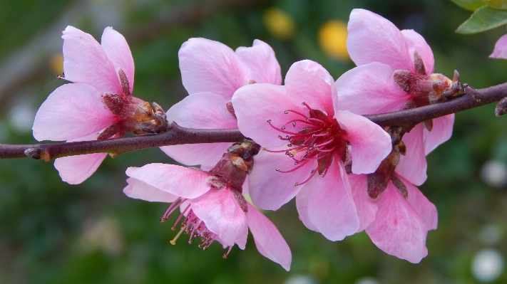 Blossom plant flower petal Photo