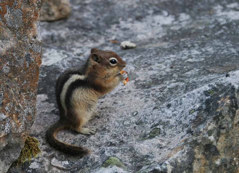 Animal fauna silvestre mamífero ardilla