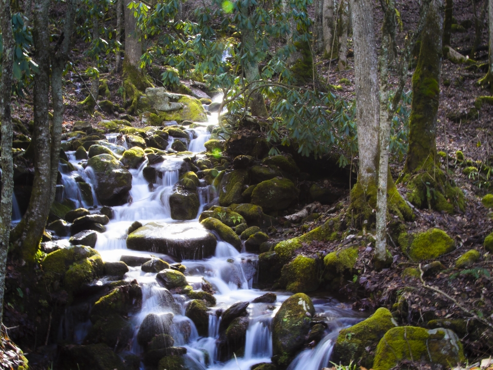 Bosque cascada arroyo
 desierto
