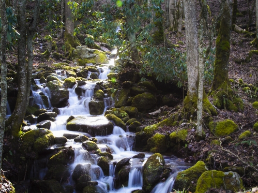 Forest waterfall creek wilderness Photo