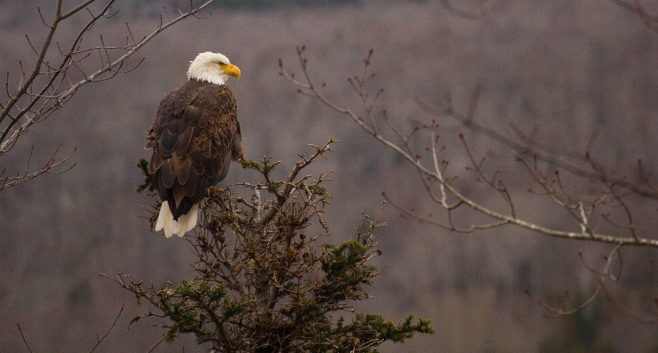 Natur zweig vogel tier Foto