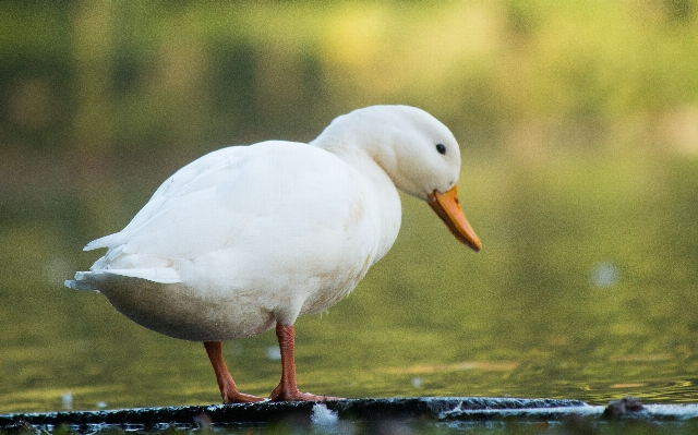 風景 水 自然 鳥 写真