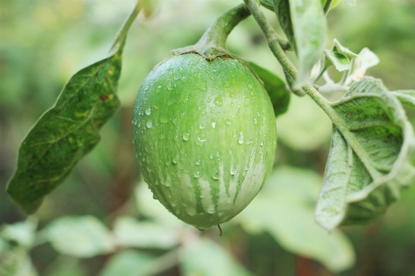 自然 ブランチ 植物 農場 写真