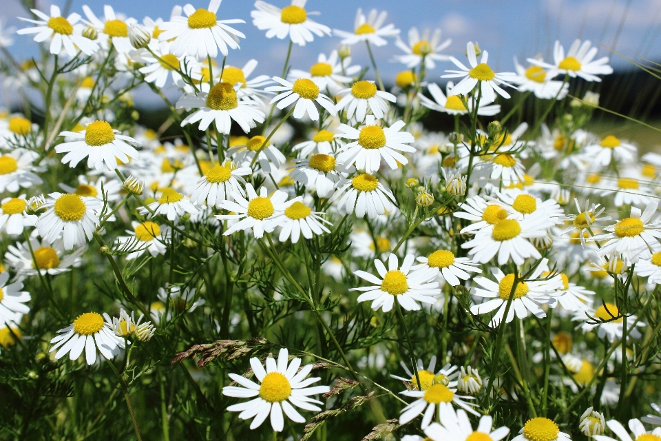 Fiore pianta campo prato
