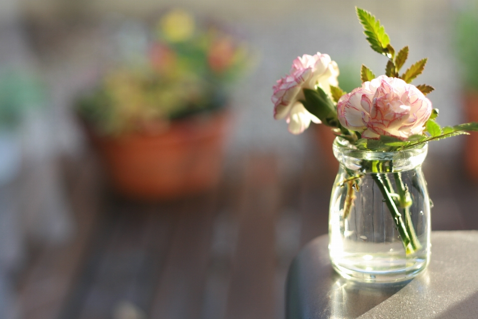 Usine fleur vase printemps