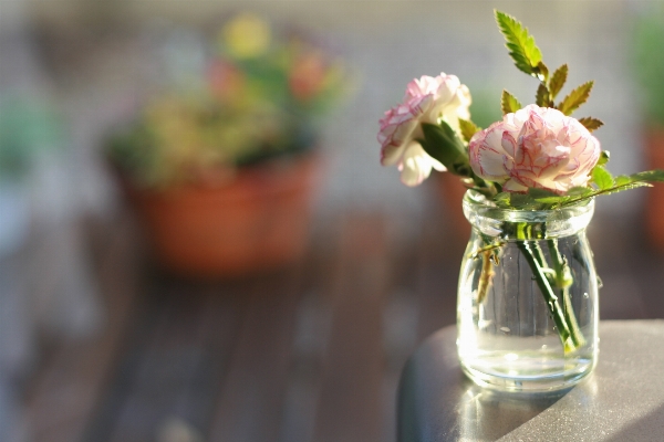 Plant flower vase spring Photo