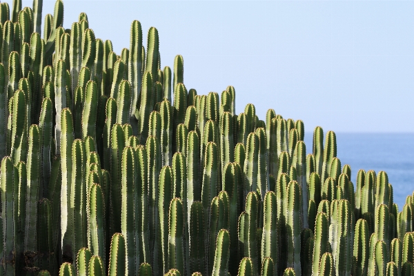 Foto Mar natureza grama espinhoso
