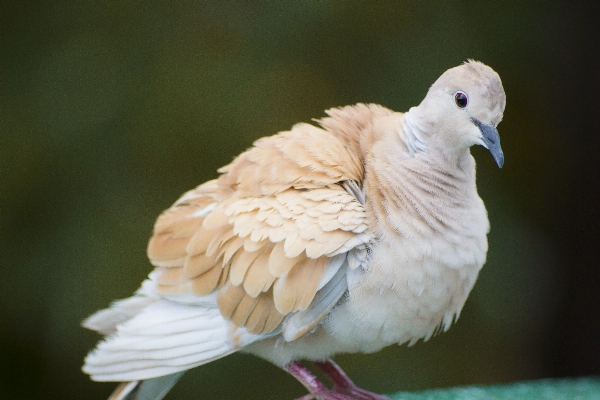 Foto Natura uccello ala bianco