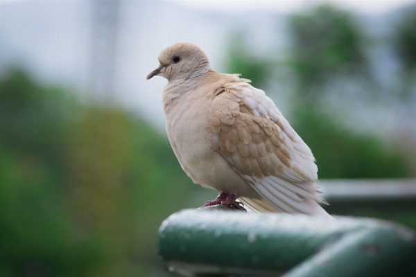 Foto Natura uccello ala bianco