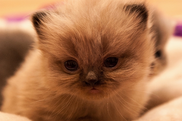 Foto Anak kucing mamalia merapatkan
