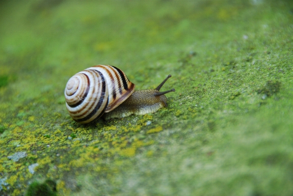 Moss wildlife green fauna Photo