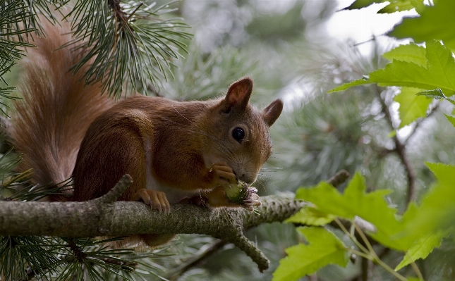 Tree branch summer wildlife Photo