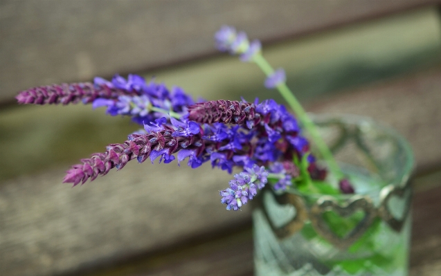 Blossom plant flower purple Photo