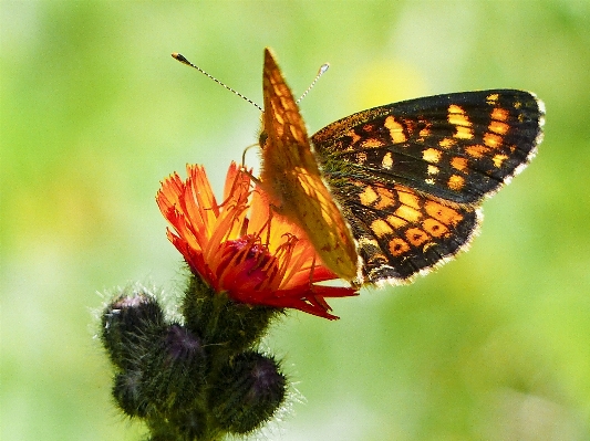 Nature plant photography meadow Photo