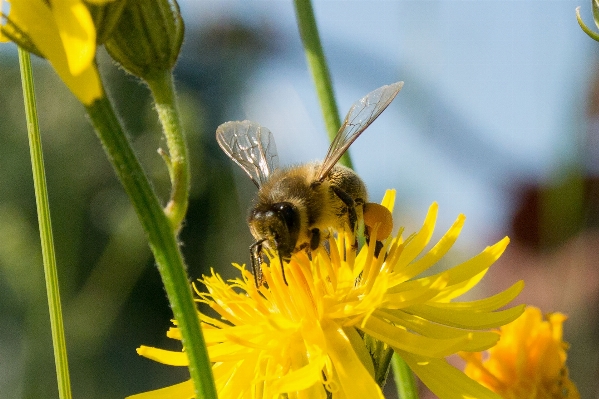 Zdjęcie Natura zakład fotografia łąka
