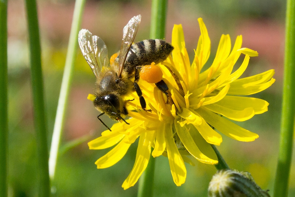 Natura kwitnąć zakład fotografia