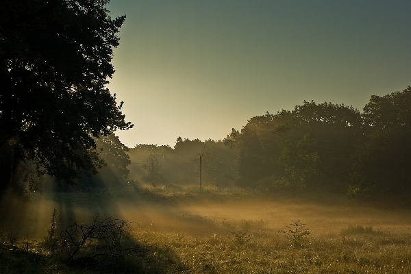 Landschaft baum natur wald Foto