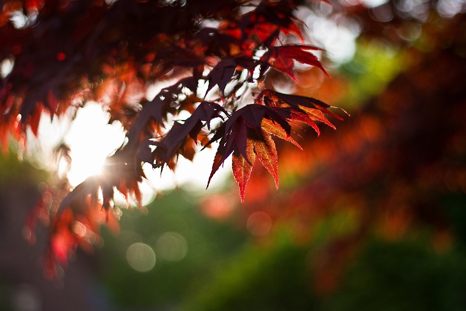 Baum natur zweig bokeh
