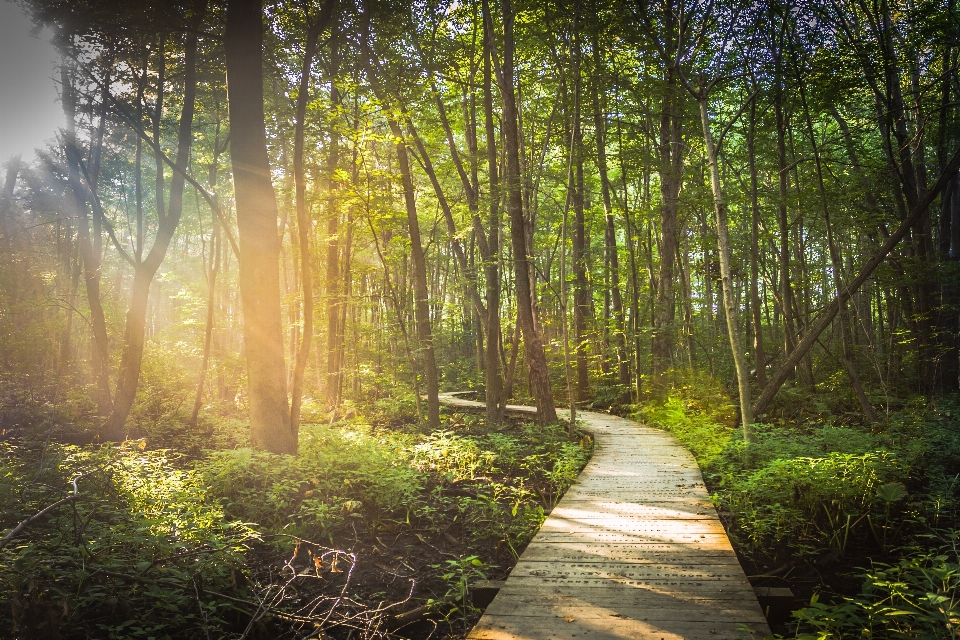 árvore natureza floresta caminho