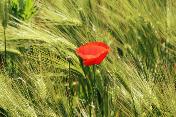 Landscape nature grass blossom Photo