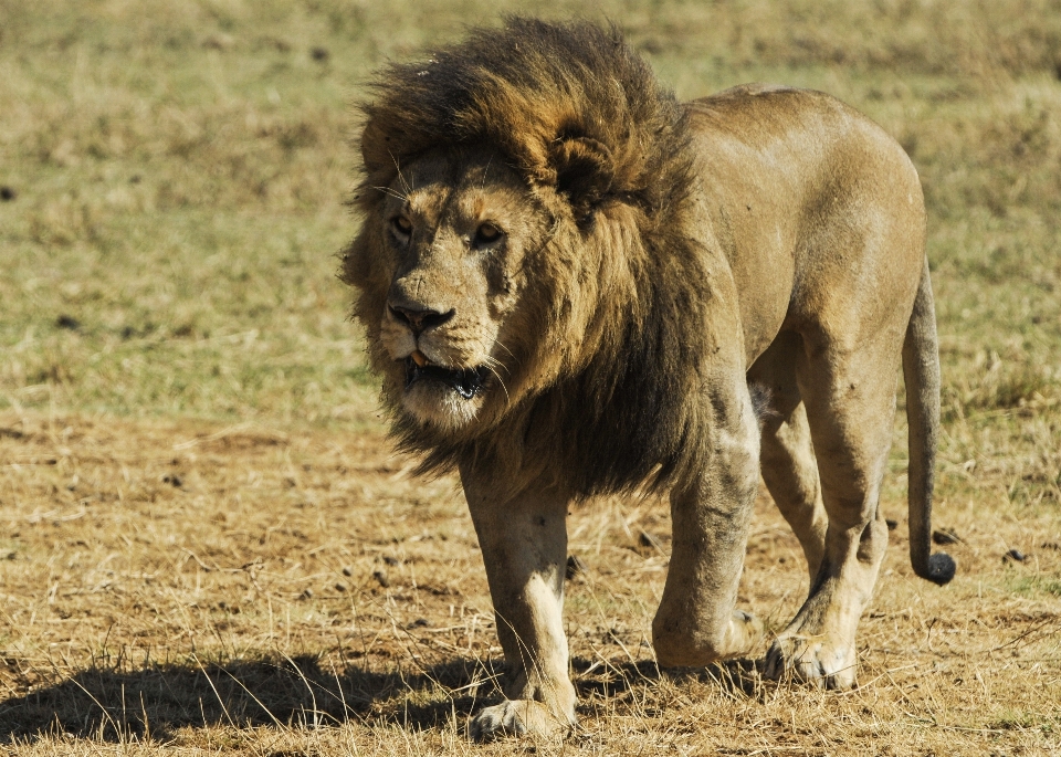 ウォーキング 男 野生動物 野生