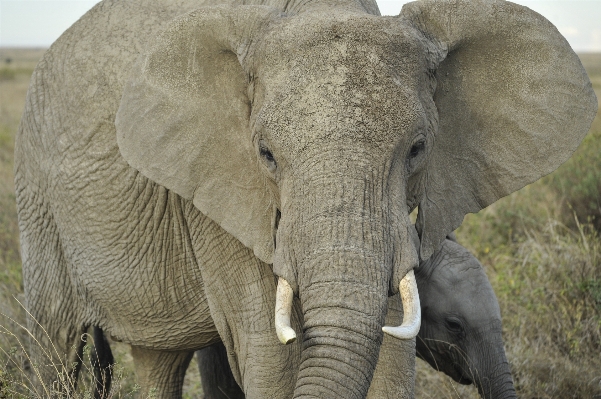 Wilderness wildlife africa mammal Photo