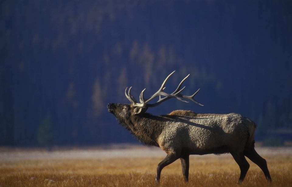 Nature prairie
 jeu homme