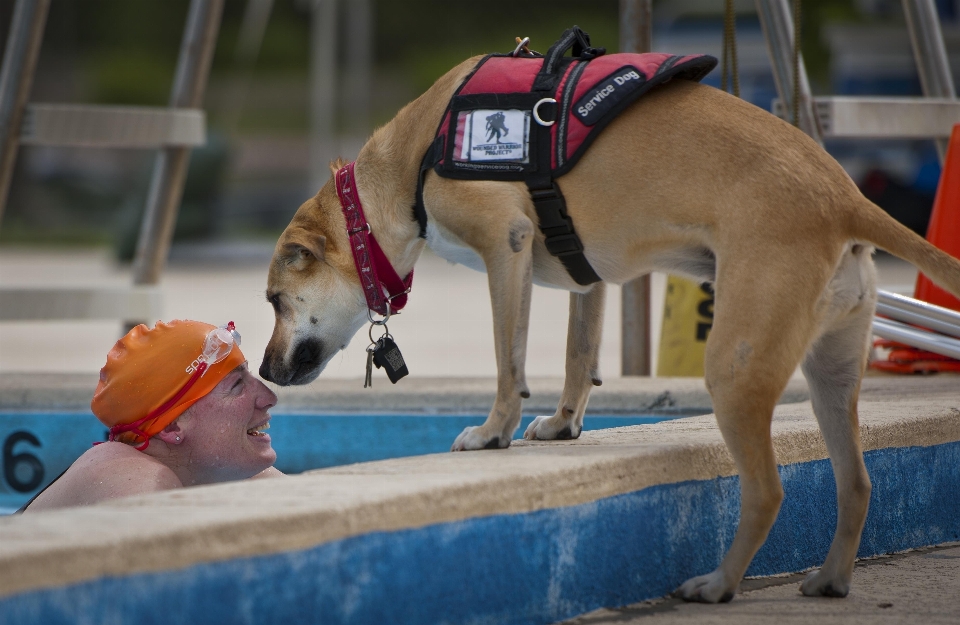 Cachorro militares piscina amor