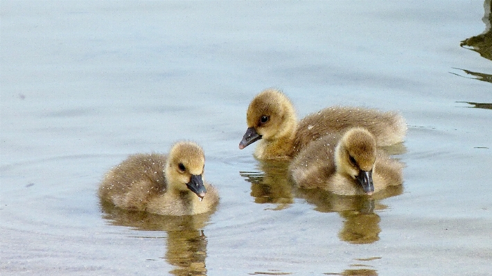 Bird lake cute wildlife Photo